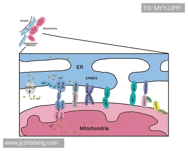 探索CSGO战术BLG的运营体系与团队协作策略分析 探索CSGO战术BLG的运营体系与团队协作策略分析
